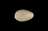 藏品(金環寶螺)的圖片